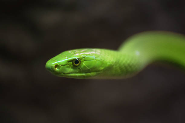istock Green Mamba close up portrait 615986284