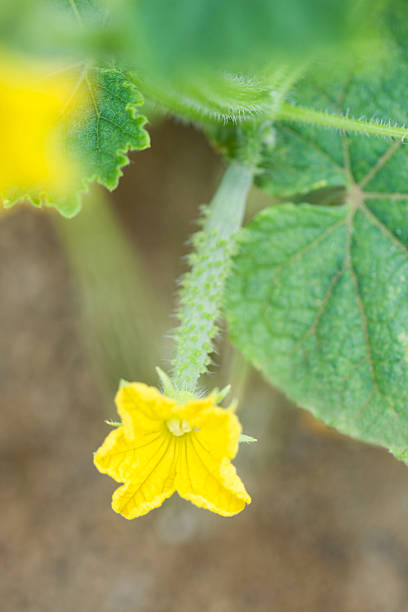 istock Flower of cucumber 615986804