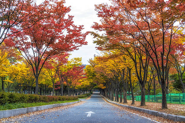 istock Incheon grand park during autumn 615987396