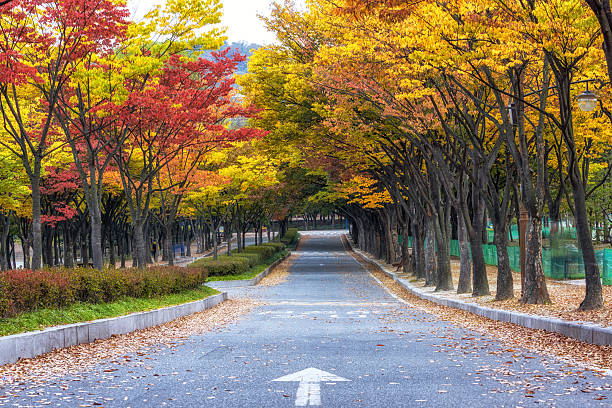 istock Incheon grand park during autumn 615987442