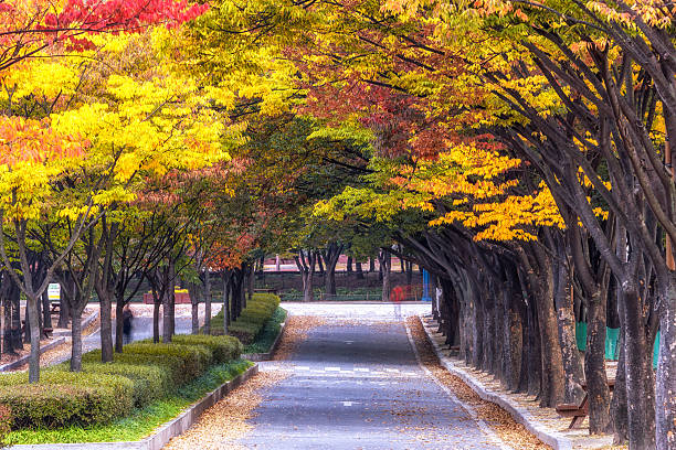 istock Incheon grand park during autumn 615987488