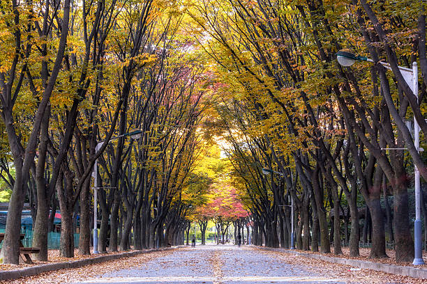 incheon grand park fall foliage view. Rows tall of tree line up the bike roads in incheon grand park, in south koreaincheon grand park fall foliage view. Rows tall of tree line up the bike roads in incheon grand park, in south korea