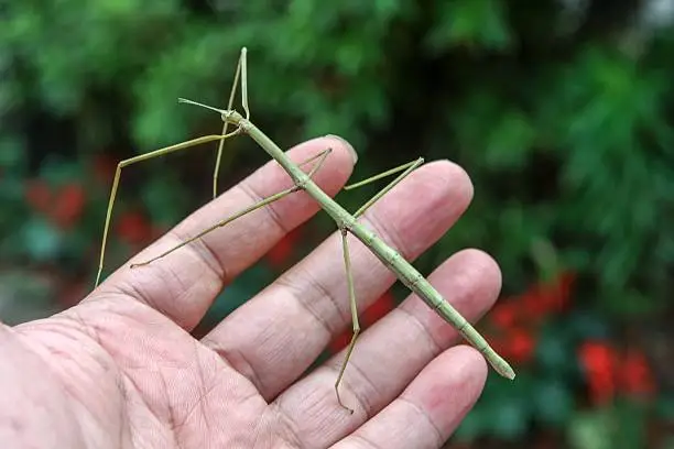 Photo of Walking stick in man's hand