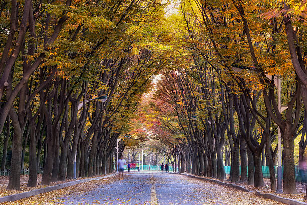 incheon grand park during autumn foliage with locals strolling or jogging along the roadsincheon grand park during autumn foliage with locals strolling or jogging along the roads
