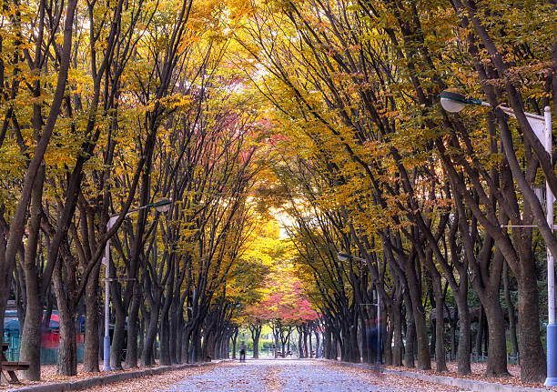 incheon grand park fall foliage view. Rows tall of tree line up the bike roads in incheon grand park, in south koreaincheon grand park during autumn foliage with locals strolling or jogging along the roads