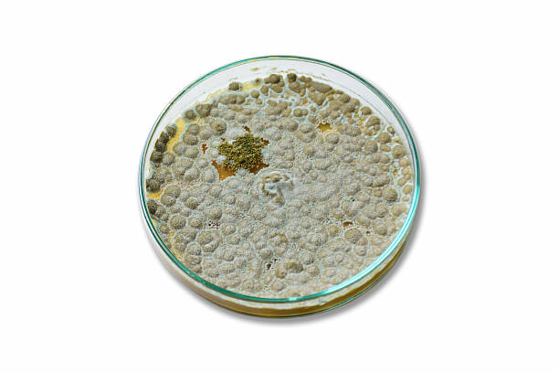 Colonies of allergenic fungus Penicillium from air spores stock photo