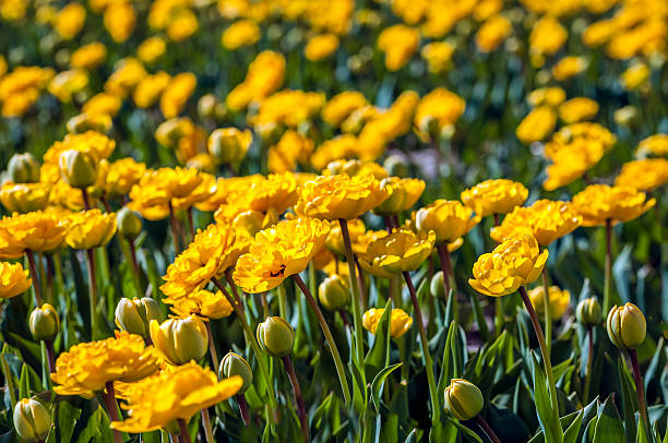 istock Budding and fully double flowering yellow tulips from close 615991282