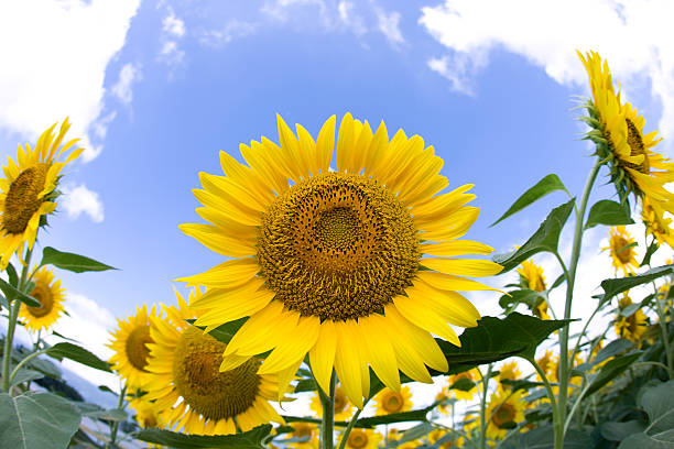 istock Sunflower taken by fish-eye lens 615991542