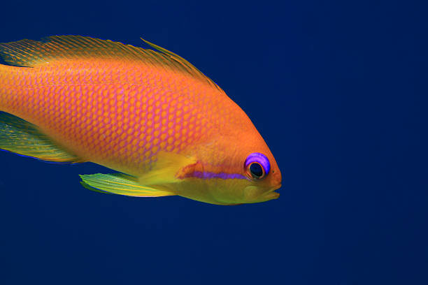 joia fada basslet anthias peixe - beautiful horizontal arabia hurghada - fotografias e filmes do acervo