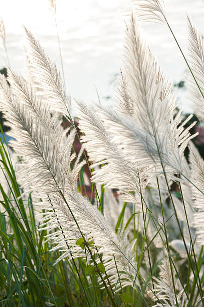 istock Flower grass while wind blow with sunshine at evening. 615991732
