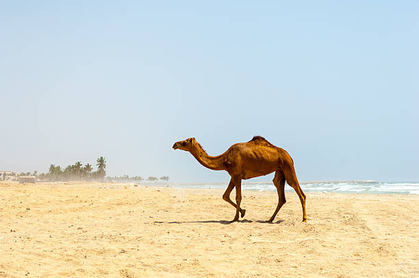istock Salalah, Oman - Camels at the beach 615991796