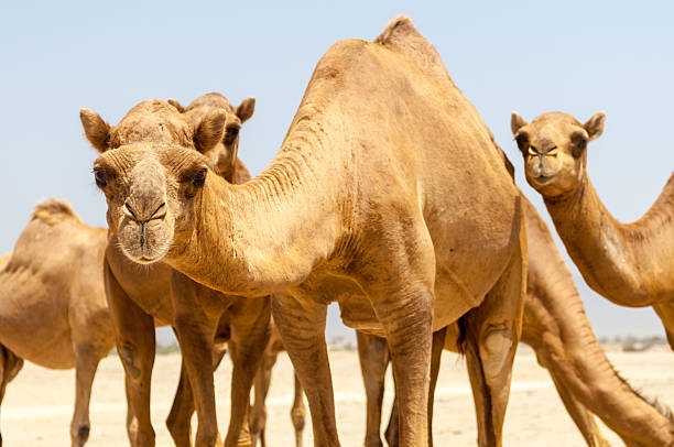 istock Salalah, Oman - Camels at the beach 615991800