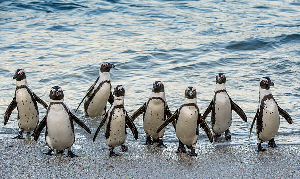 istock African penguins walk out of the ocean 615992492