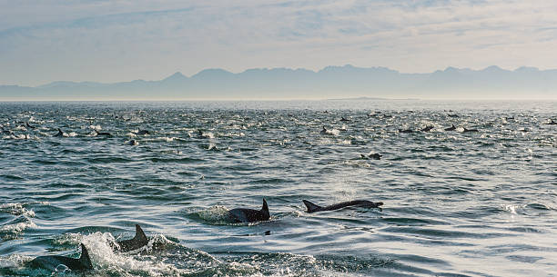 istock Group of dolphins swimming in the ocean 615992582