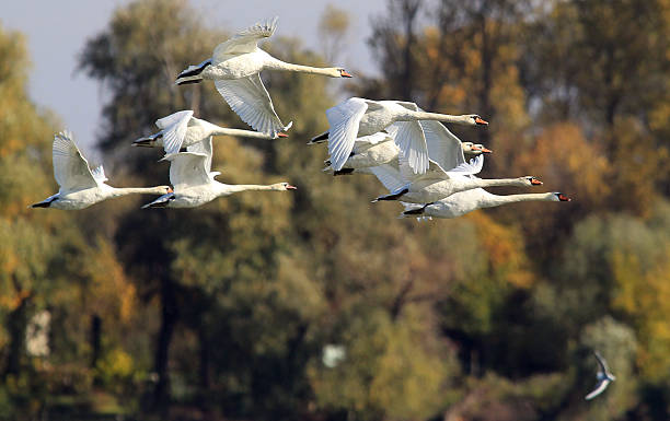 istock Group of Swans flying 615993034