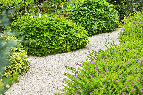 istock Pathway with beautiful lush bushes in garden. 615993112