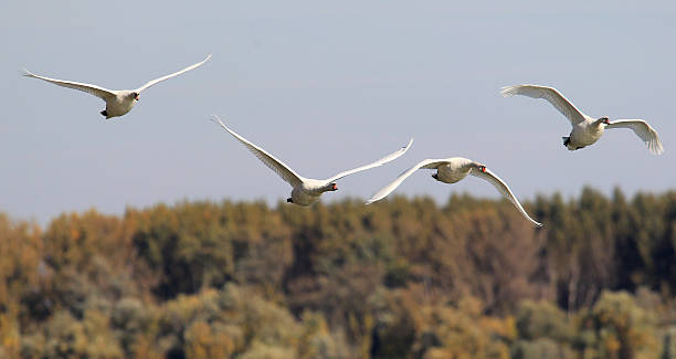istock Group of Swans flying 615993350