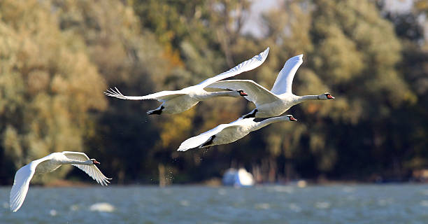 istock Group of Swans flying 615993532