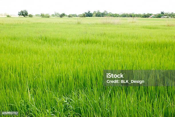 Rice Field Stock Photo - Download Image Now - Agricultural Field, Asia, Battambang