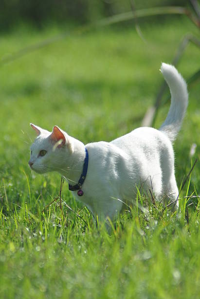 White Cat Stock Photo - Download Image Now - Animal, Grass, No