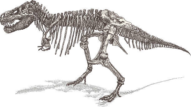 t rex スケルトン - 恐竜　骨点のイラスト素材／クリップアート素材／マンガ素材／アイコン素材
