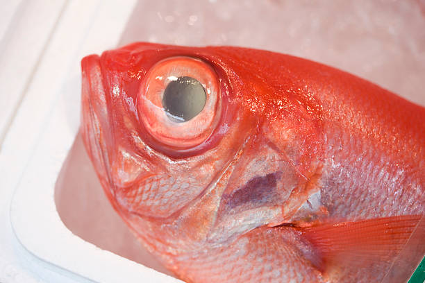 istock Redfish in a fish market 615995994