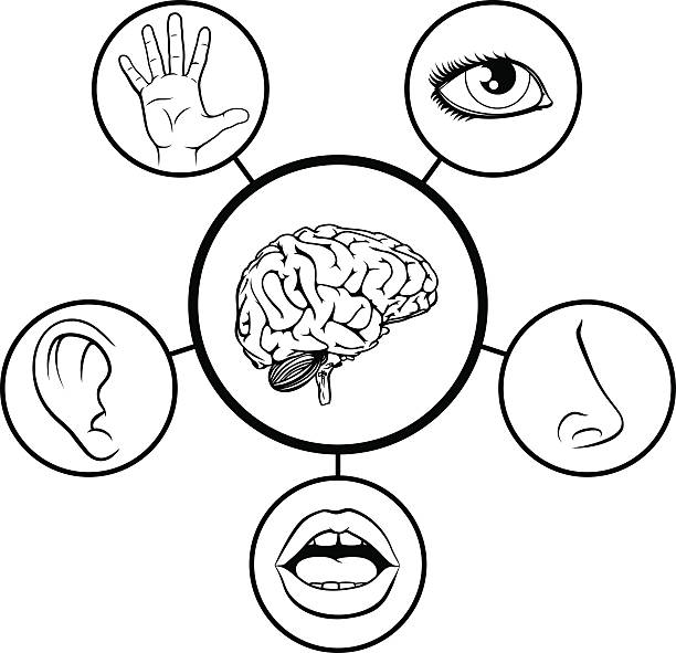 Brain and Five Senses A science education illustration of icons representing the 5 senses attached to central brain in black and white visual sense stock illustrations