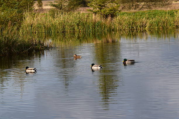 istock Mallar duck, four, on a lake 615999606