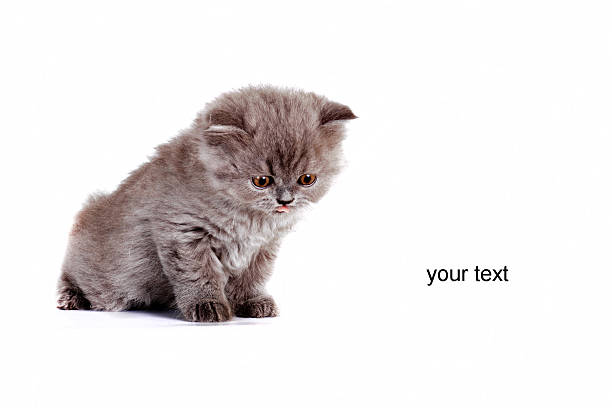 istock kitten Selkirk Rex on a white background, gray color, advertisin 615999636
