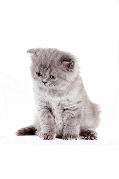 istock kitten Selkirk Rex on white background gray color 615999904