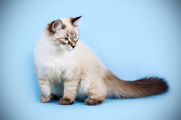 istock young beautiful cat breed Neva masquerade on a blue background 616000030