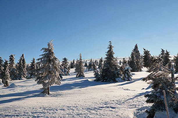 istock pine trees in the sun and snow 616000058