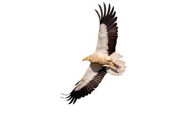 1,000+ Egyptian Vulture Stock Photos, Pictures & Royalty-Free Images ...