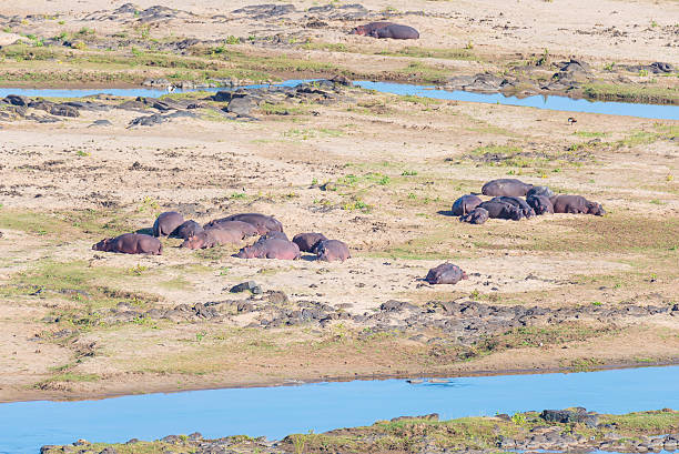 istock Hippos on riverbank in the Kruger National Park 616000562