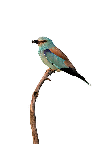 istock European roller, Coracias garrulus, 616000722