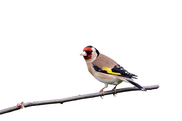 istock Goldfinch, Carduelis carduelis 616000926