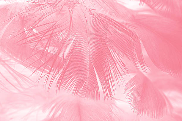 istock Coral Pink vintage color trends feather texture background 616000930