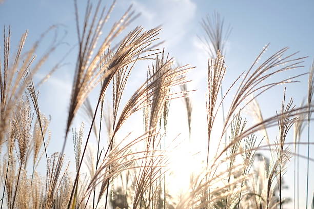 istock Field of Miscanthus with nice weather fall 616000982