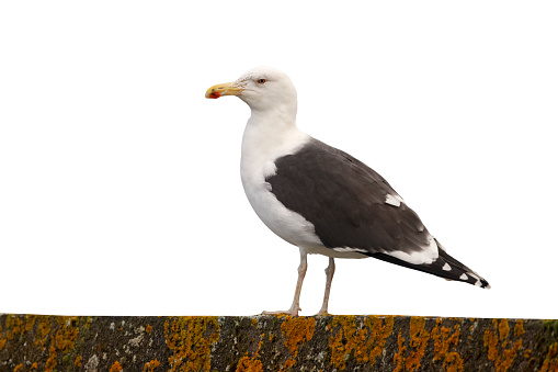 Great black-backed gull, Larus marinus, single bird on wall, Highlands, Scotland, November 2012