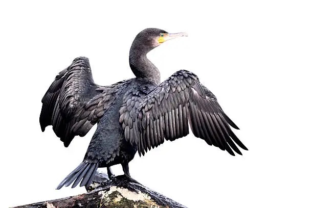 Cormorant, Phalacrocorax carbo, single bird perched on branch with wings spread for drying, Midlands, September 2010