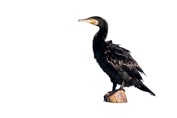 istock Great cormorant, Phalacrocorax carbo 616001110