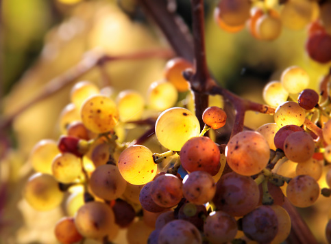 Riesling wine grapes in autumn near Kiedrich, Rheingau, Hesse, Germany