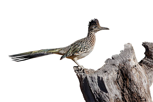 geococcyx californianus, geococcyx californianus - roadrunner - fotografias e filmes do acervo