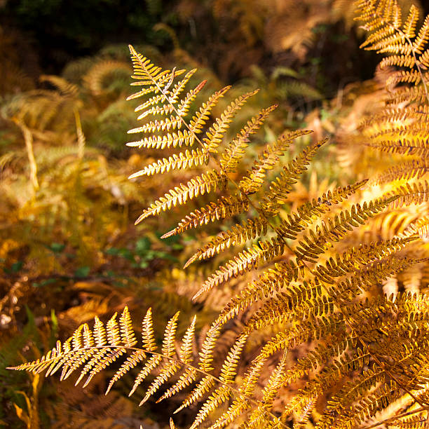 istock Ferns with warm colors in autumn 616001338