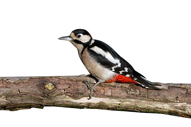 istock Great spotted woodpecker, Dendrocopos major 616001348