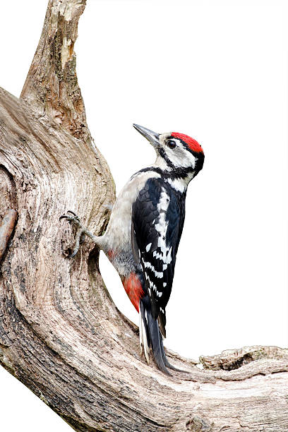 istock Great-spotted woodpecker, Dendrocopos major 616001408
