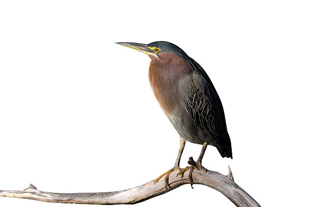 Green heron, Butorides virescens