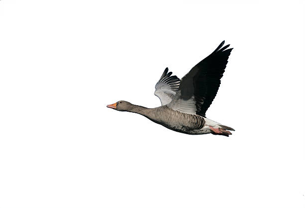istock Greylag goose, Anser anser 616001778