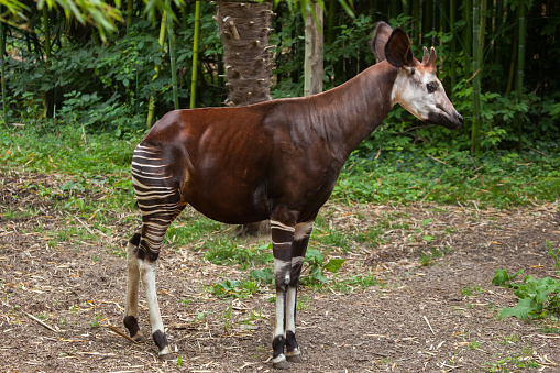 Okapi (Okapia johnstoni). photo