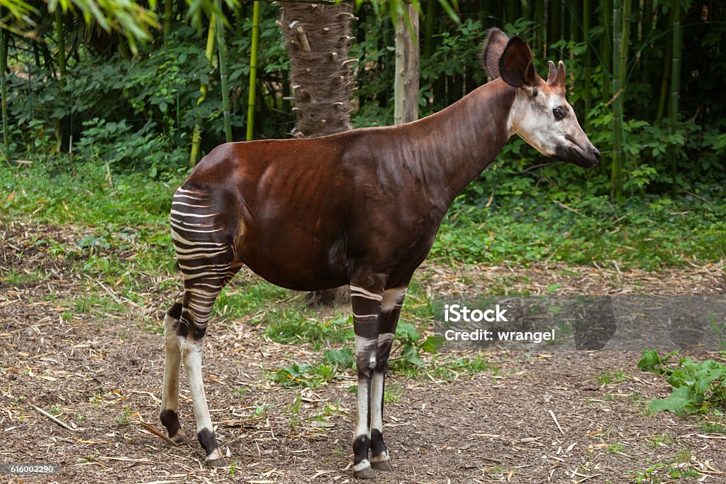 Okapi (Okapia johnstoni). Okapi (Okapia johnstoni). Wildlife animal. Okapi Stock Photo